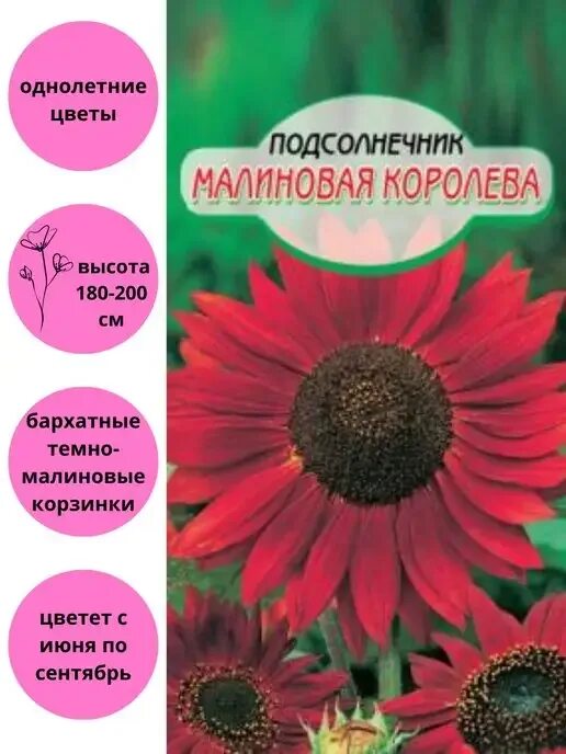 Подсолнечник малиновая королева фото декоративный подсолнух семена