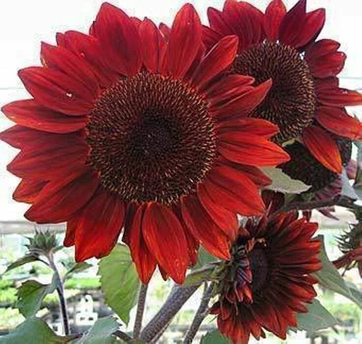 Подсолнечник малиновая королева фото 25 Red VELVET QUEEN SUNFLOWER Helianthus Annuus Flower Seeds - Etsy Canada Flowe