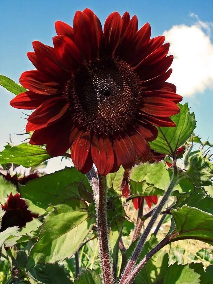 Подсолнечник малиновая королева фото 25 Red VELVET QUEEN SUNFLOWER Helianthus Annuus Flower Seeds - Etsy Tanaman tahu