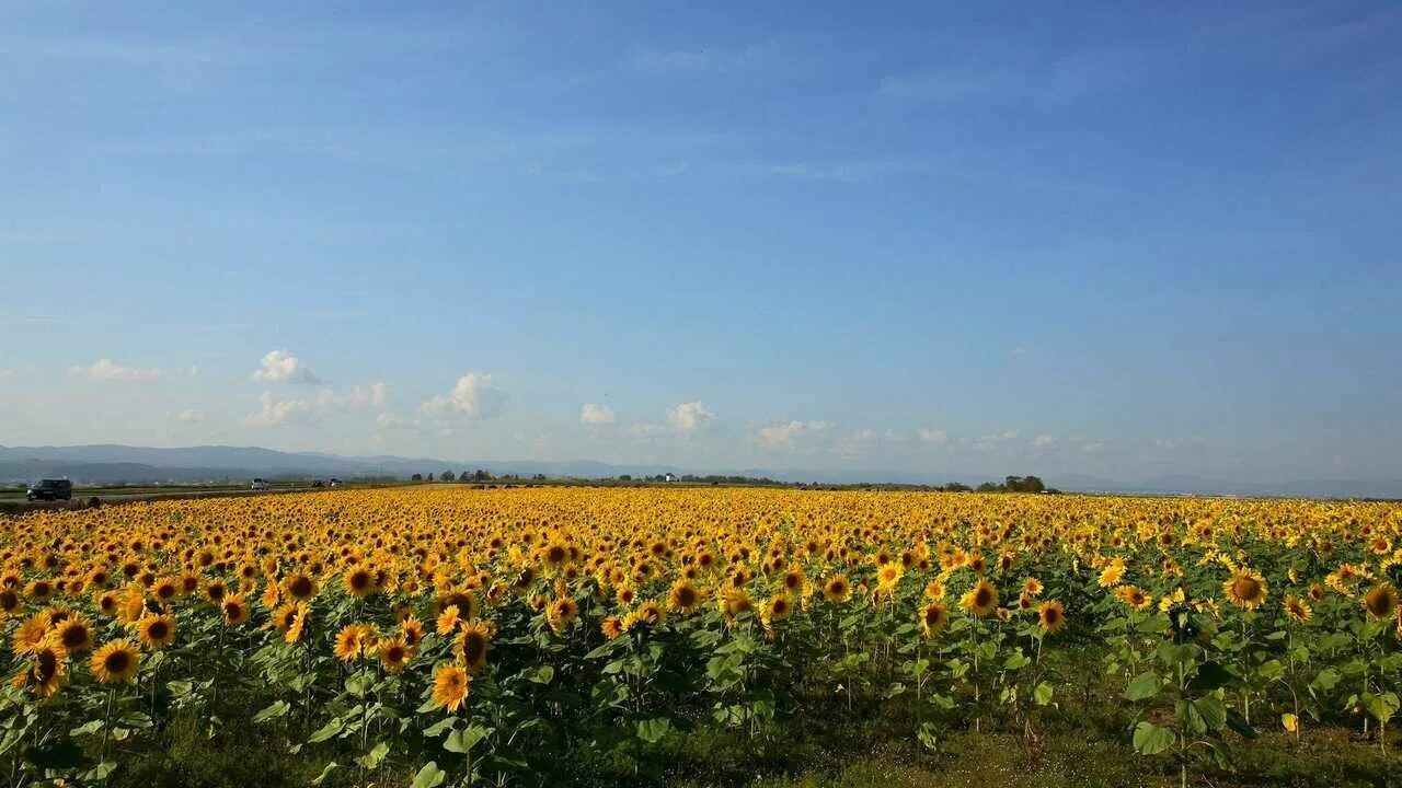 Подсолнечное поле фото Картина 9 подсолнухов купить - купить по низкой цене на Яндекс Маркете