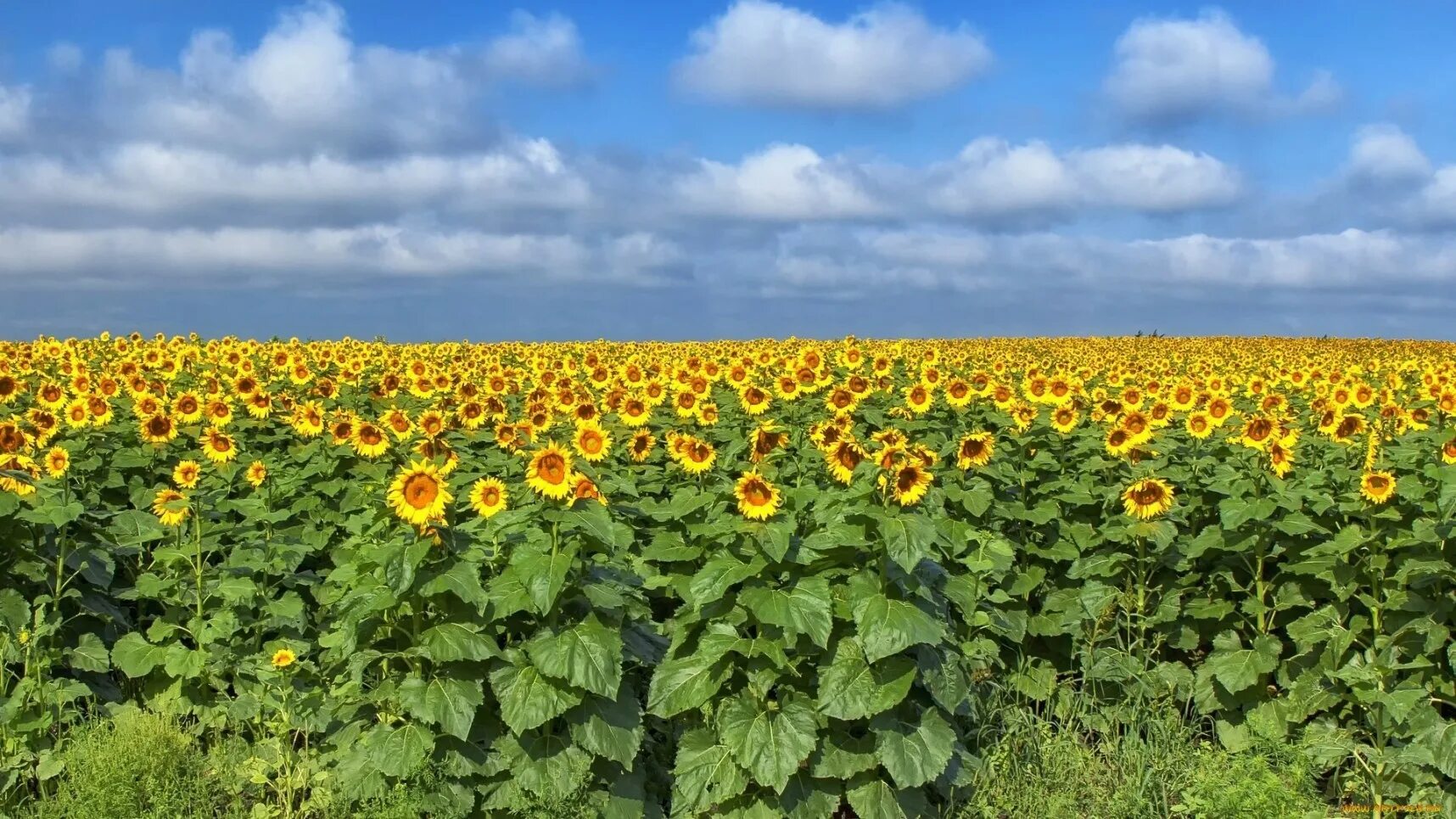 Подсолнечное поле фото Семена подсолнечника