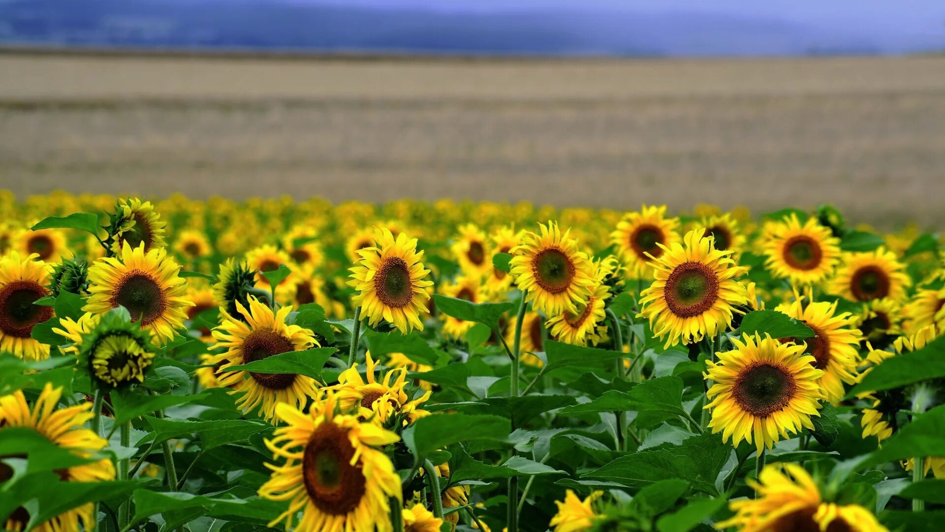 Подсолнечное поле фото Download wallpaper field, sunflowers, landscape, flowers, section nature in reso