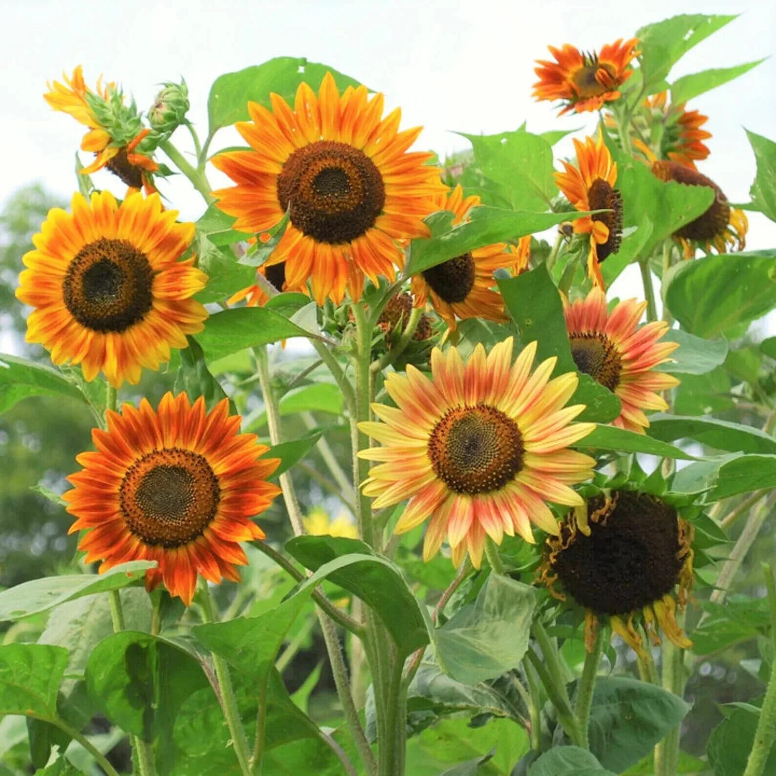 Подсолнух декоративный фото и описание 50pcs/Pack 10 Species Mix Variety Pack Sunflower Seeds Unique and Varied Garden 