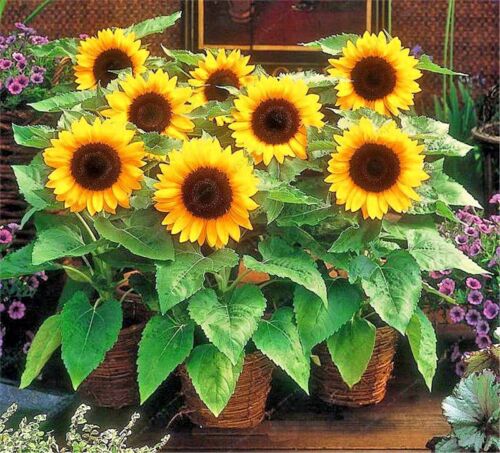 Подсолнух декоративный фото и описание Mini Sunflowers (Sunny Smile Dwarf) - 50 Seeds - easy to grow Small Pot Size eBa