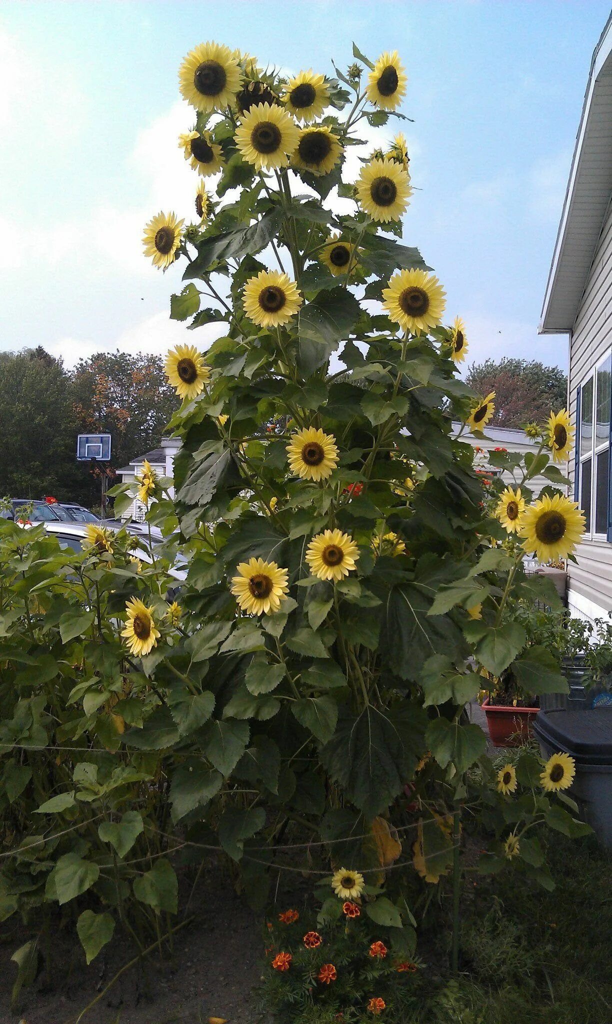 Подсолнух декоративный фото и описание Lemon Queen Sunflower Seeds - Etsy