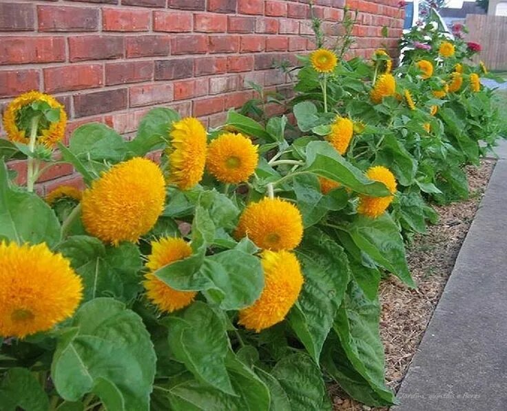 Подсолнух декоративный фото и описание Girassol Teddy Bear Plants, Dwarf sunflowers, Flower seeds