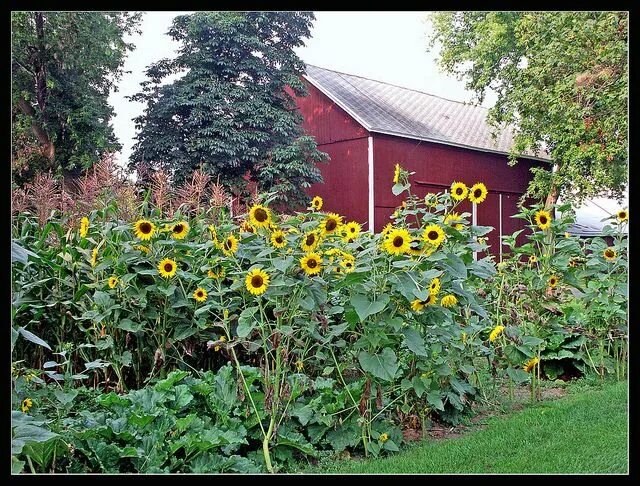 Подсолнух декоративный фото на даче Sunflower Garden Sunflower garden, Flower garden design, Garden design