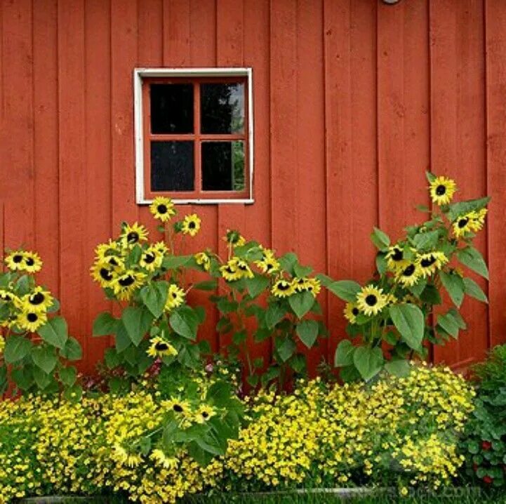 Подсолнух декоративный фото на даче Love these sunflowers against a red barn. Sunflower garden, Garden photos, Summe