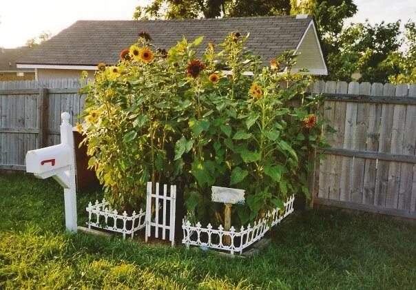 Подсолнух декоративный фото на даче Children's Garden Shade Ideas Sunflower house, Flower garden design, Sunflower g