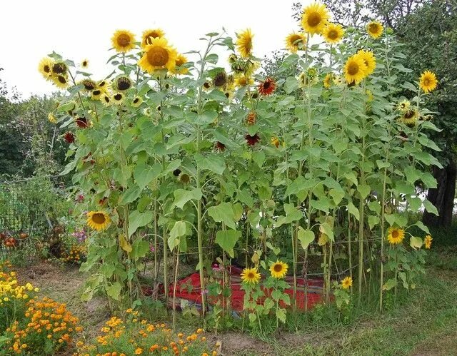 Подсолнух декоративный фото на даче Sunflower house - Gardening with Kids Forum - GardenWeb Flower garden design, Su