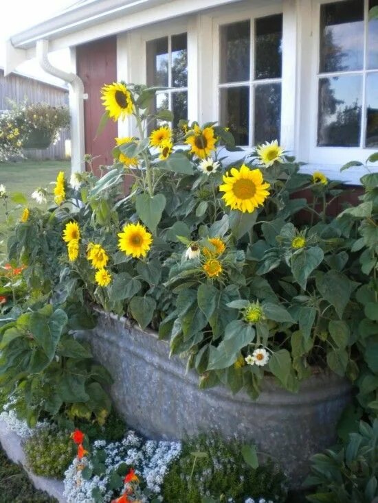 Подсолнух декоративный фото на даче Sonnenblume im Topf - Tipps für die Pflege Garten hochbeet, Sonnenblume im topf,