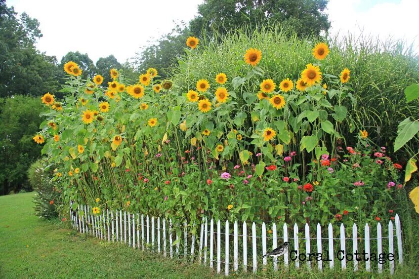 Подсолнух декоративный фото на даче sunflower garden Zinnia garden, Sunflower garden, Garden design