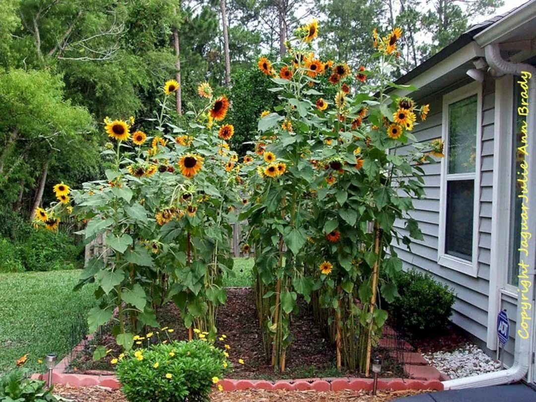 Подсолнух декоративный фото на даче Incredible 5 Sun Flower Garden Design Ideas Outdoor Spaces