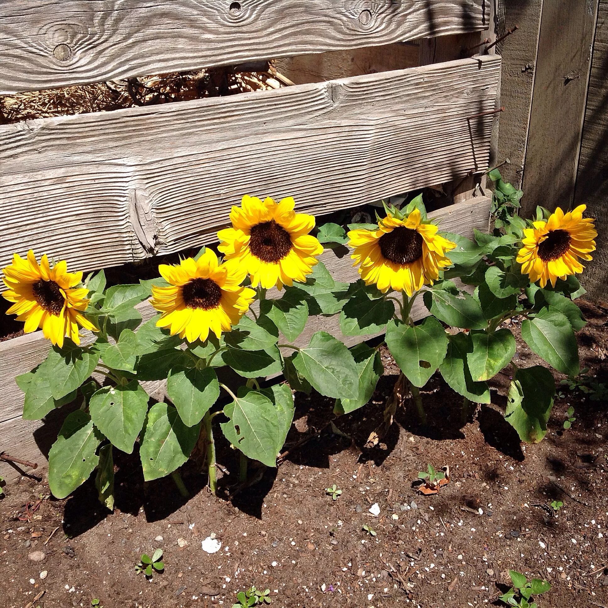 Подсолнух декоративный фото на даче Pin on gardening