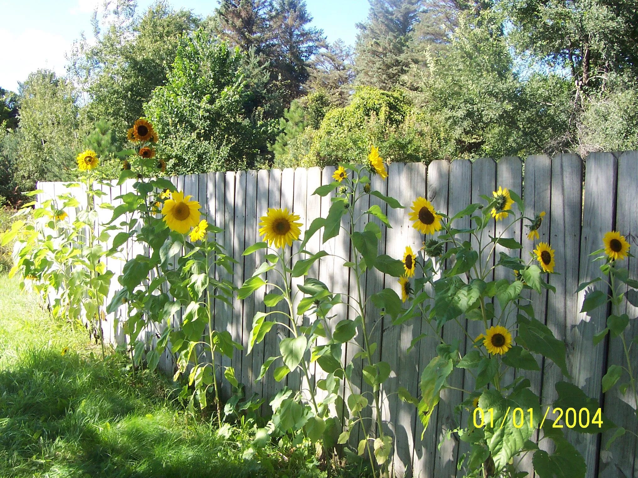 Подсолнух декоративный фото на даче Garden design, Sunflower garden, Garden pictures