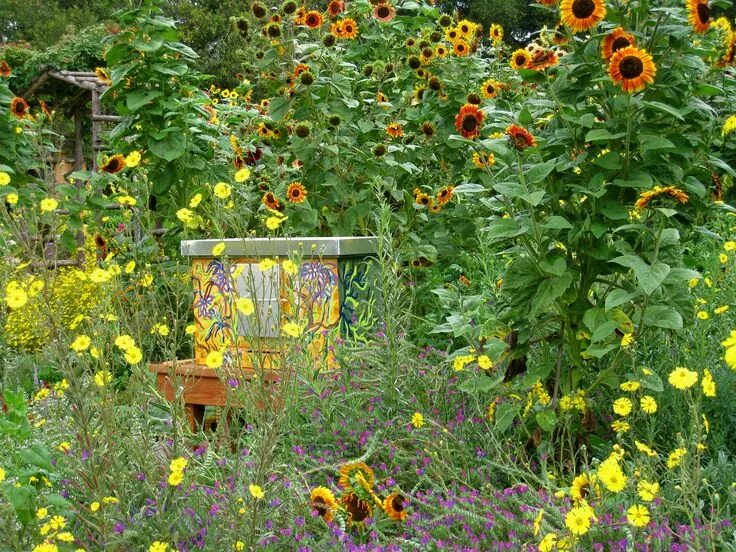 Подсолнух декоративный фото на даче Sunflowers and Madia elegans at The Melissa Garden. All are plants bees love Pol