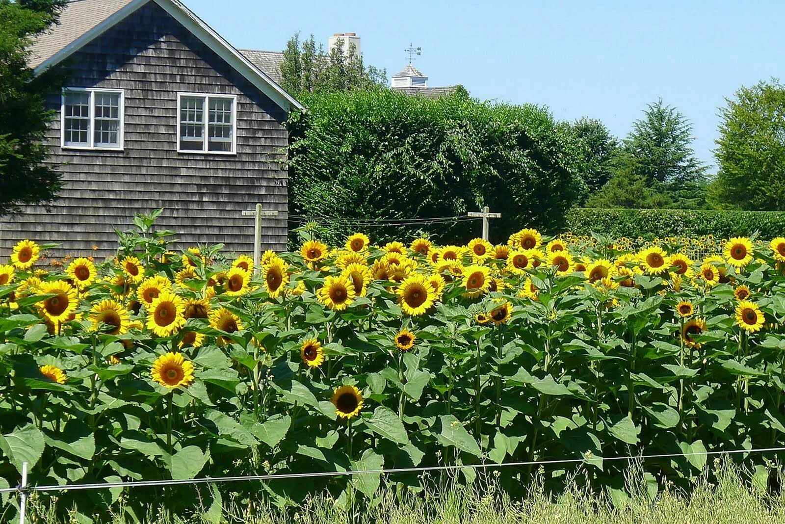 Подсолнух декоративный фото на даче 25 Beautiful Sunflower Backyard Design For Your Garden Ideas Sunflower garden, P