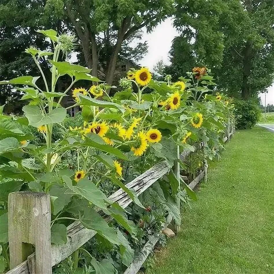 Подсолнух декоративный фото на даче Beautiful Sunflower Ideas for Fencing