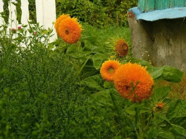 Подсолнух декоративный медвежонок фото на клумбе Цветок подсолнечник: характеристика и фото, где посадить и как вырастить, примен