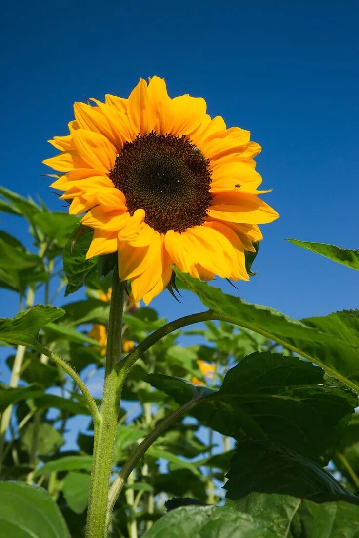 Подсолнух фото цветов Solsikke Solvendel, Helianthus annuus, Asteraceae Kurvblomstfamilien, SOMMER Sun