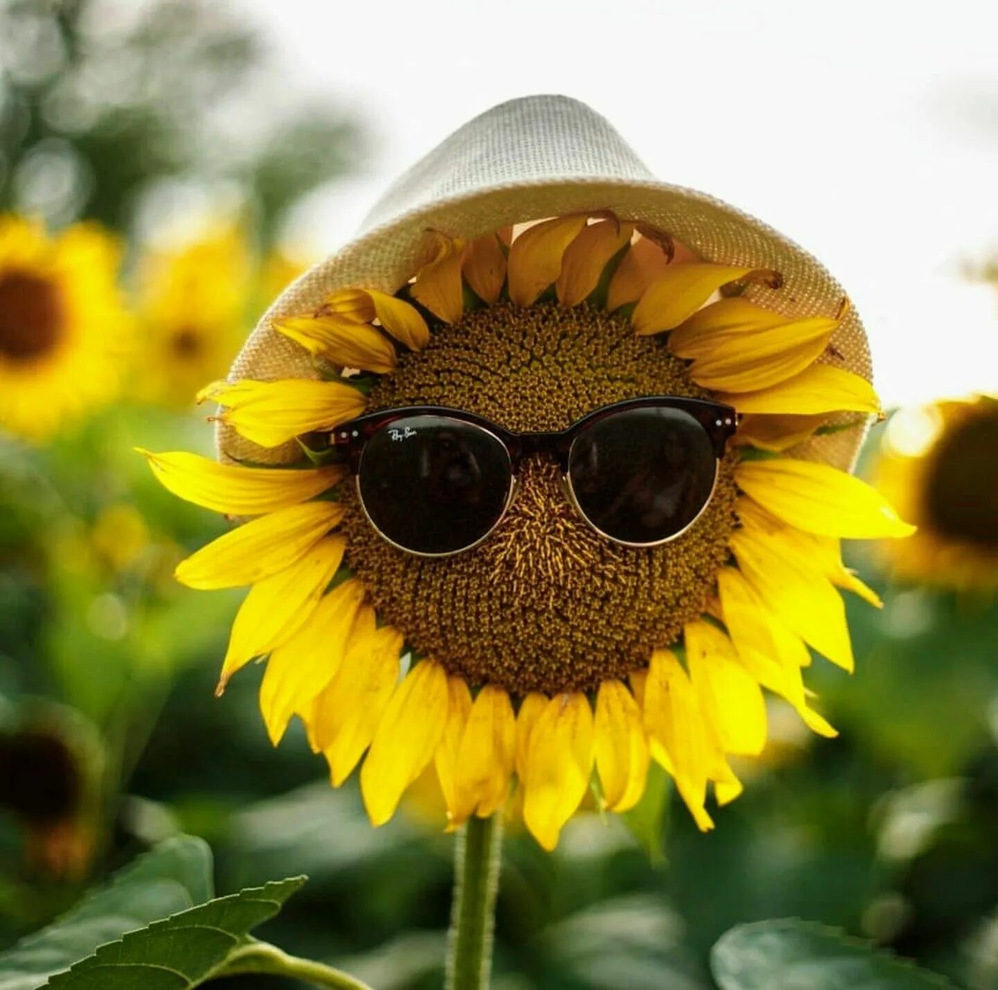 Подсолнух в очках фото Pin op Sunflowers Bloemen, Figuurlijk