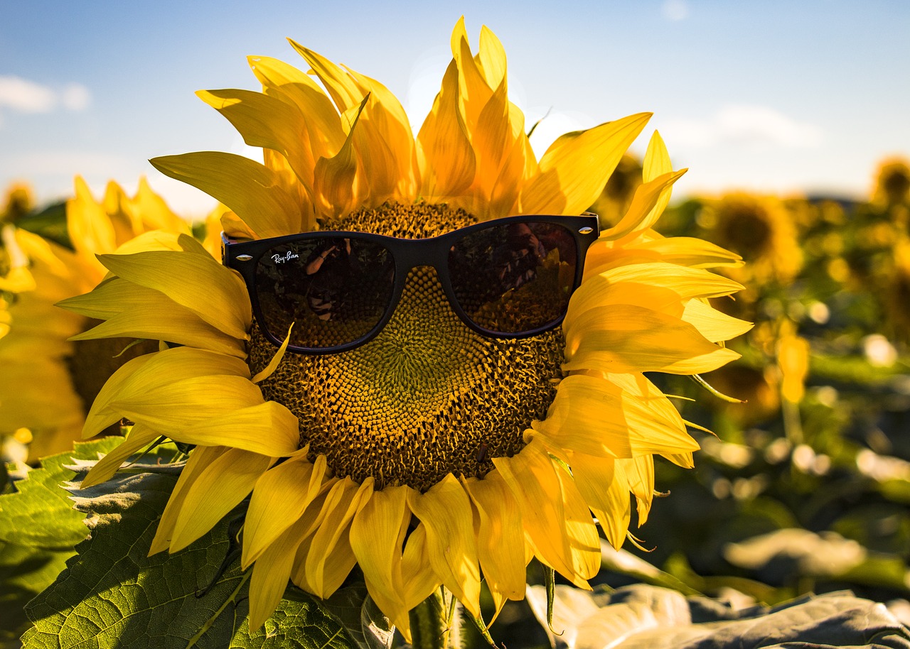 Подсолнух в очках фото Summer, sunglasses, nature, sunflower, specs - free image from needpix.com