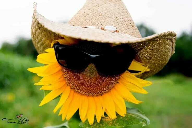 Подсолнух в очках фото Pin by Tammy Foster on sunflowers Cowboy hats, Fashion, Sunflower