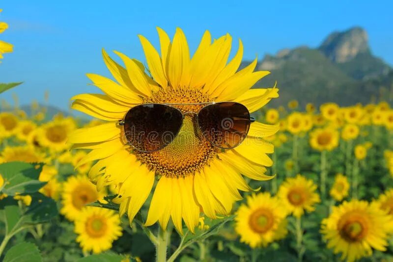 Подсолнух в очках фото Smiley Sunflower Wearing Sunglasses Stock Photo - Image of nature, green: 478063