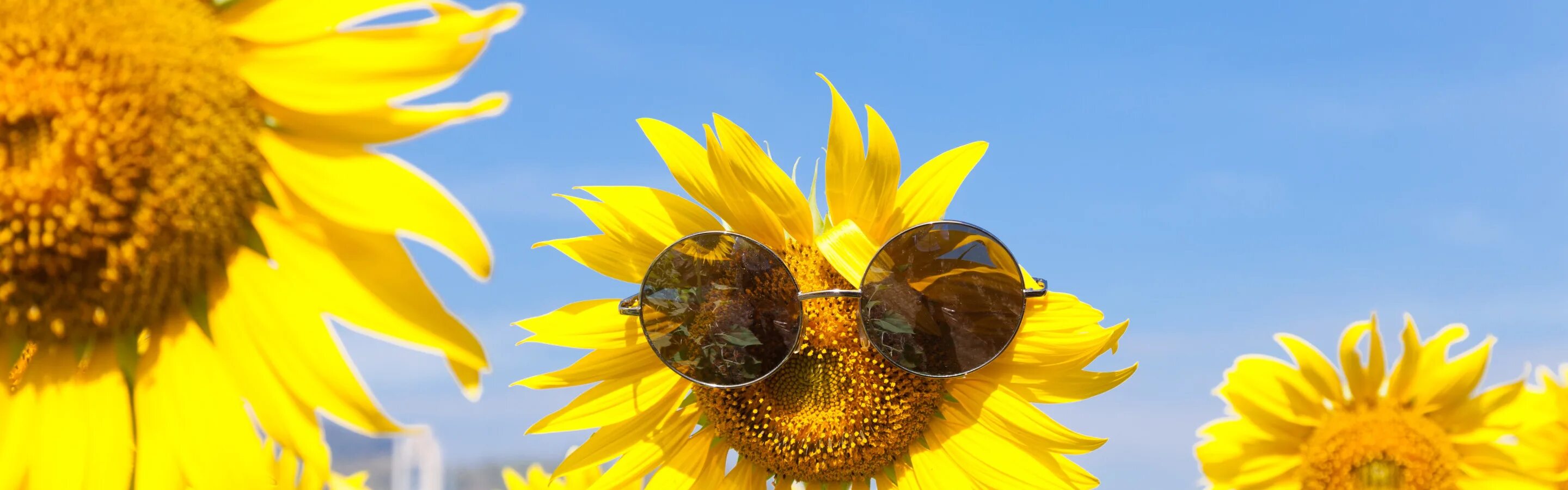 Подсолнух в очках фото Скачать обои лето, подсолнухи, очки, summer, happy, field, sunflower, sunglasses