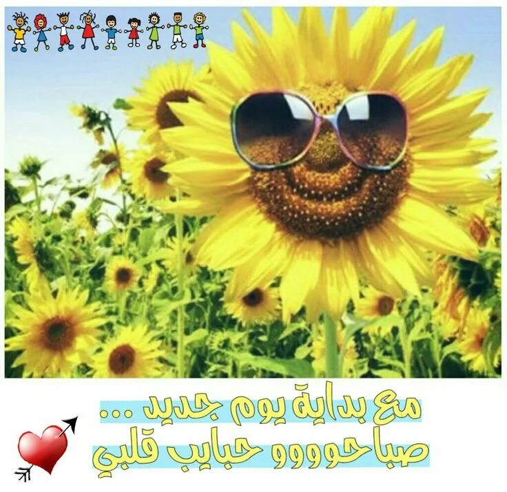 Подсолнух в очках фото صباح الخميس الونيس Sunflowers and daisies, Sunflower, Sunflower pictures