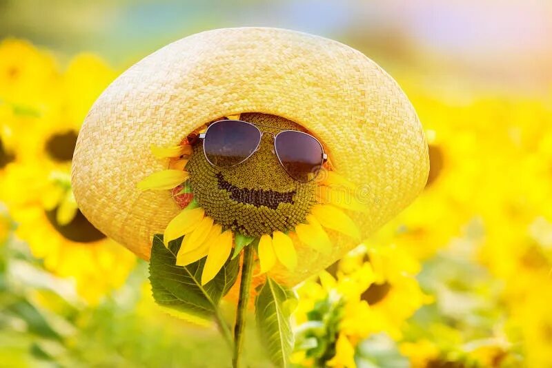 Подсолнух в очках фото Funny Sunflower in Glasses and a Hat, Smiling Stock Photo - Image of smile, brig