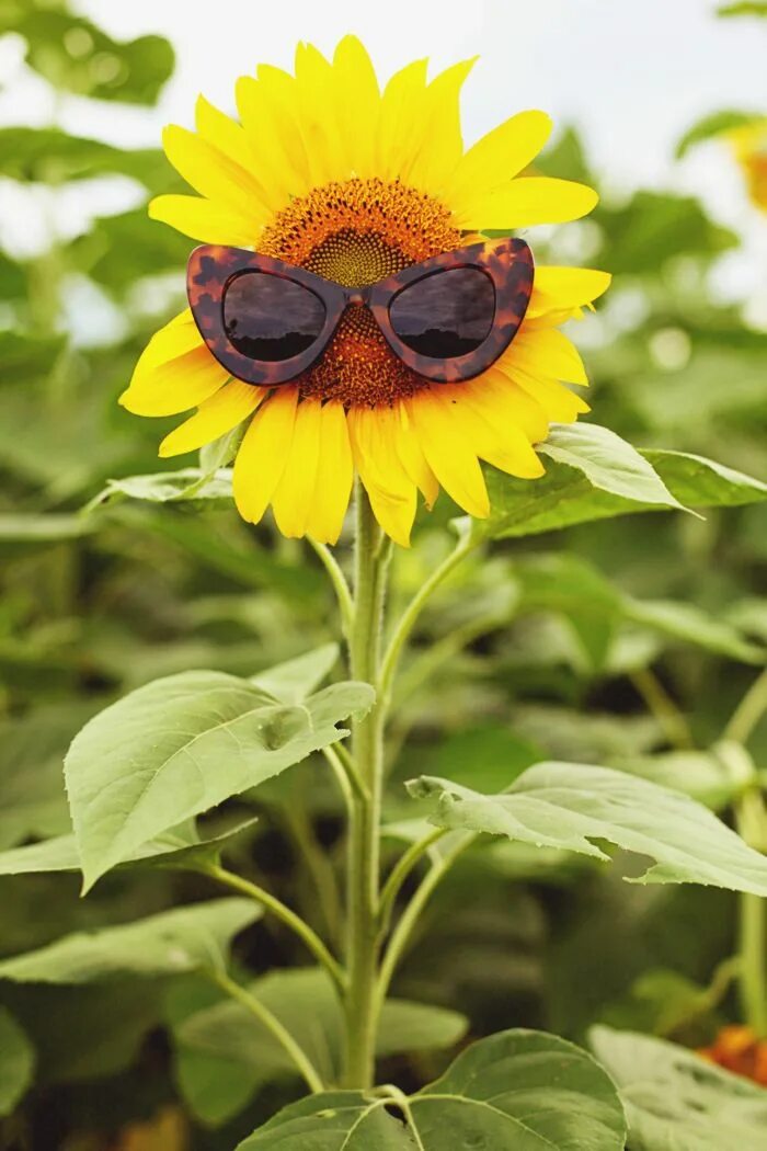 Подсолнух в очках фото dancing sunflowers Keiko Lynn Sunflower, Happy flowers, Beautiful flowers