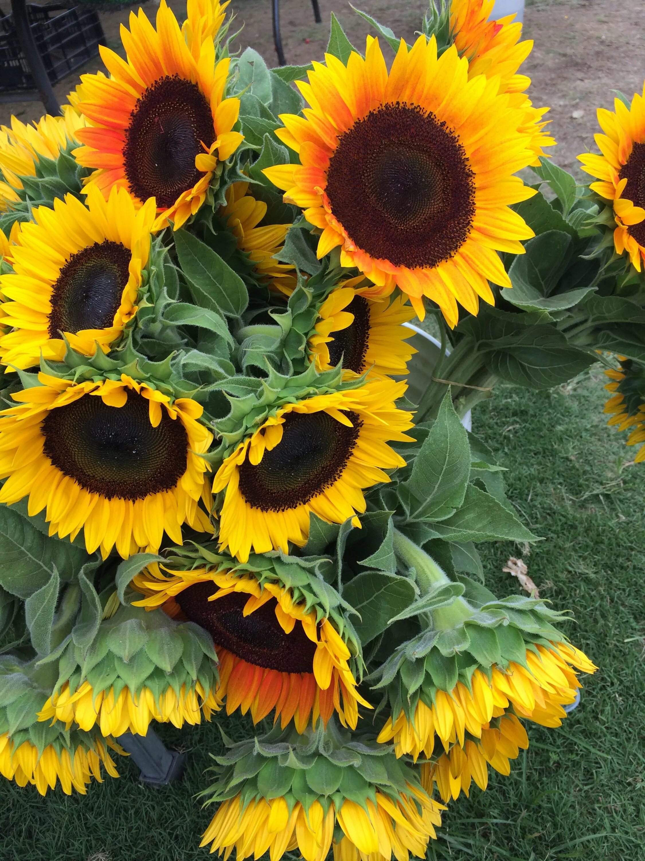 Подсолнухи декоративные низкорослые фото sunflower sunday! Sunflower pictures, Sunflower, Beautiful flowers