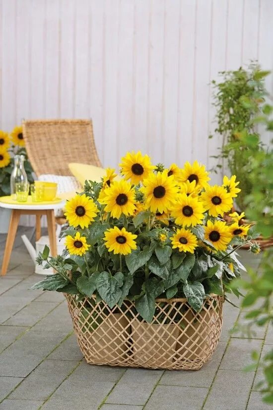 Подсолнухи декоративные низкорослые фото Sonnenblume im Topf - Tipps für die Pflege Sunflower garden, Potted sunflowers, 