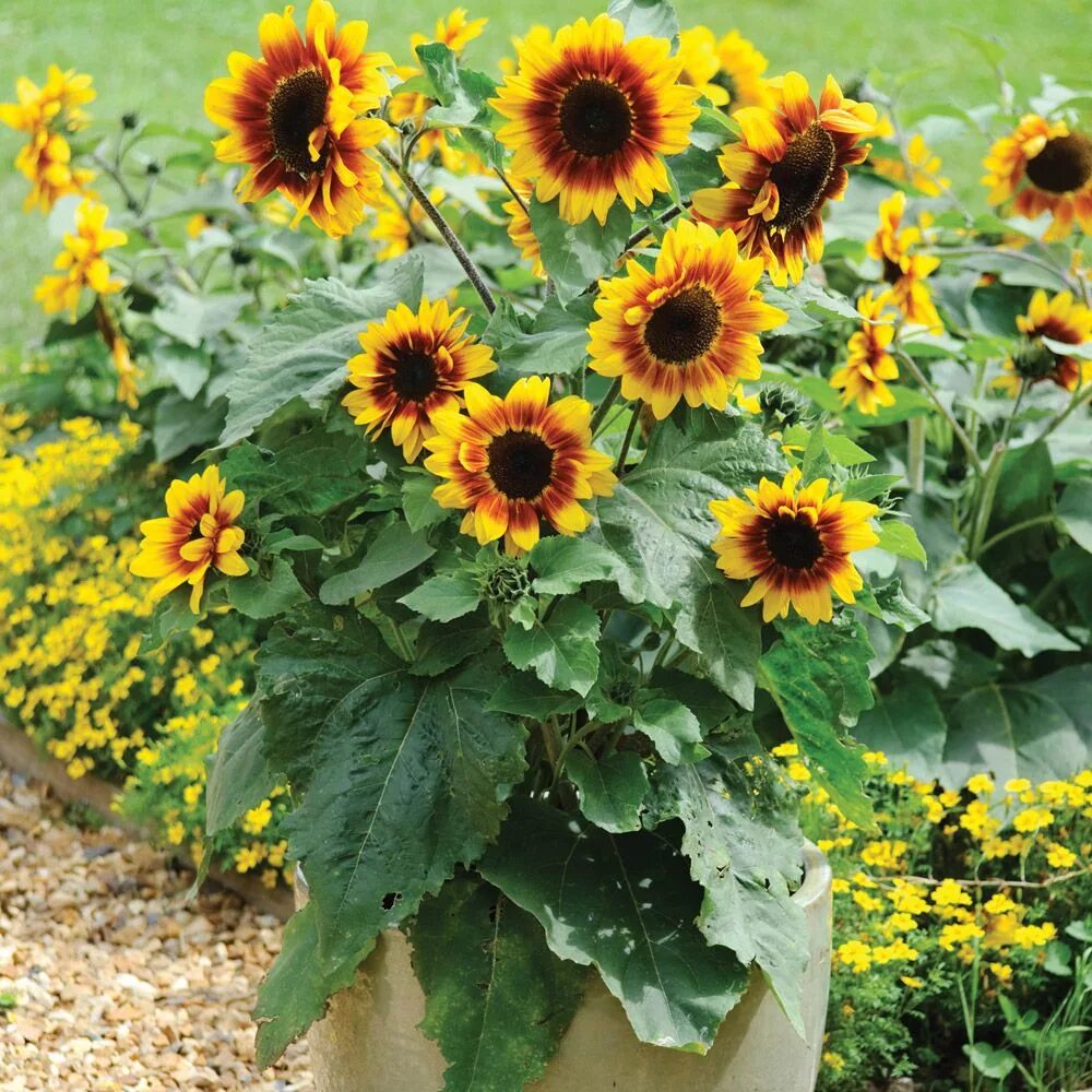 Подсолнухи декоративные низкорослые фото Sunflower Growing in Pots Flower Meanings, Pictures and Photos Blumen im blument