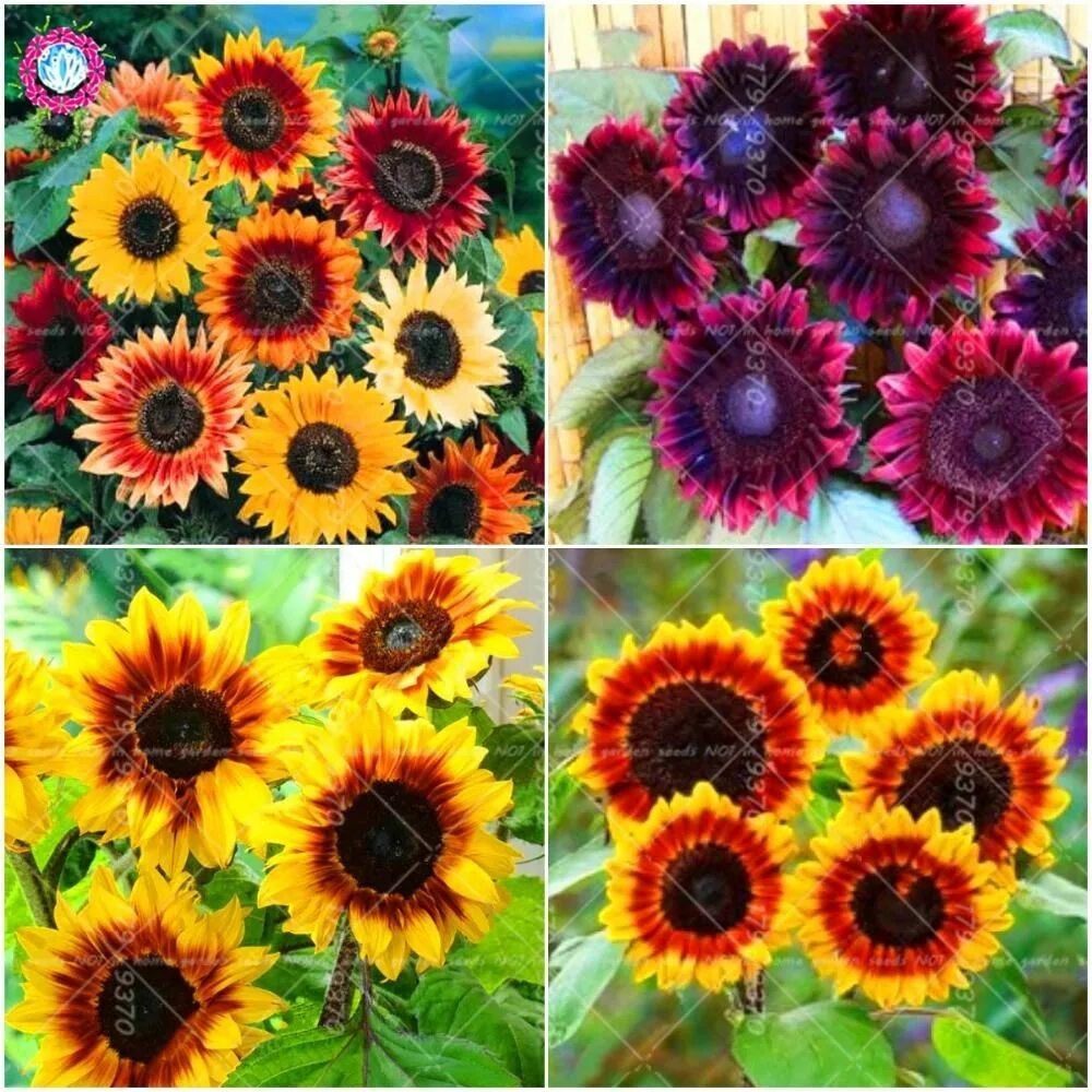 Подсолнухи декоративные низкорослые фото Mix Color Dwarf Sunflower seeds Rare Flower Seeds Fortune Sunflower Potted Bonsa