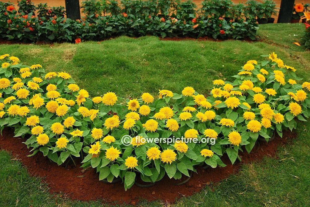 Подсолнухи декоративные низкорослые фото на клумбе Bangalore Lalbagh Flower Show 2015-Independence day Photos Gallery 1 Garden flow