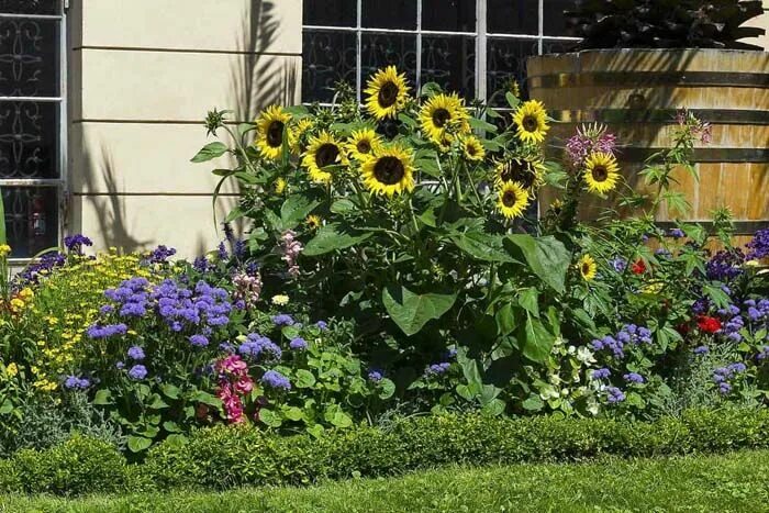 Подсолнухи декоративные низкорослые фото на клумбе 35+ Beautiful Sunflower Garden Ideas To Add Happy Vibes To Your Home Cultivo de 