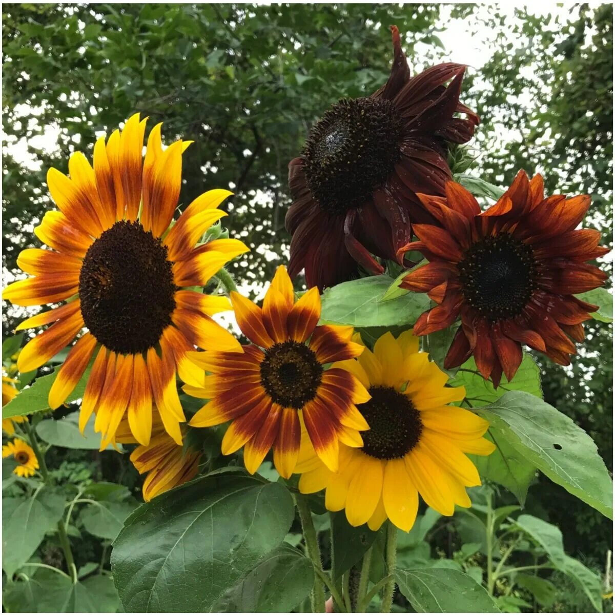 Подсолнухи декоративные низкорослые фото на клумбе Autumn Beauty Sunflower seeds poverka-center Seeds Floral & Garden Crafts