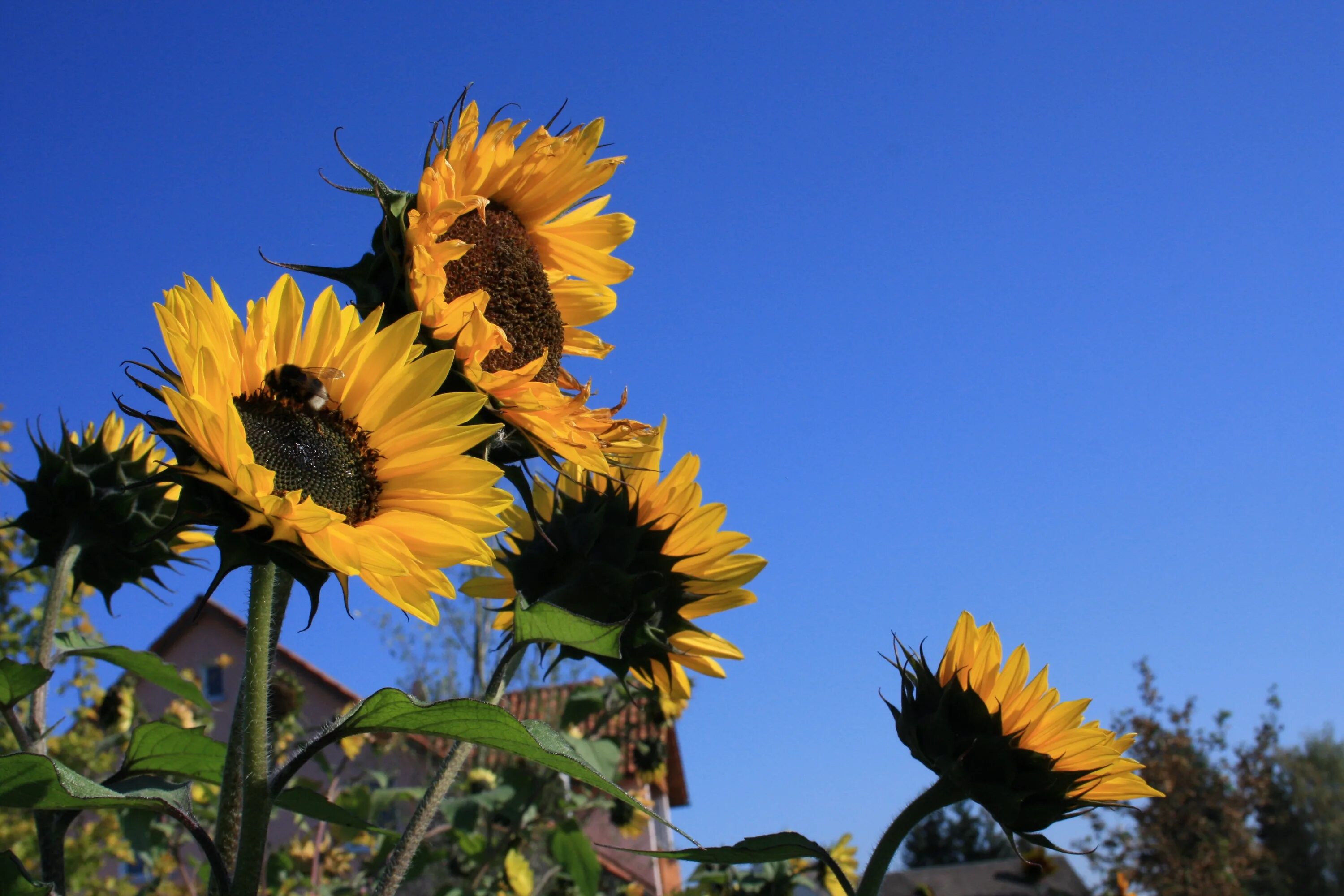 Подсолнухи осенью фото Free Images : field, summer, autumn, botany, yellow, flora, blue sky, bee, sun f