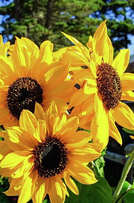 Подсолнухи осенью фото Autumn Sunflowers by Tikvah's Hope Sunflower photography, Sunflower pictures, Fl