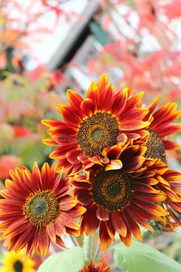 Подсолнухи осенью фото Flower, Flowering Plant, Sunflower, Gerbera Picture. Image: 100703744