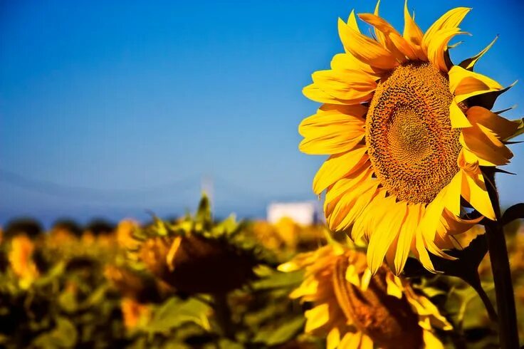 Подсолнухи осенью фото El Palmar / Zahora Sunflower At El Palmar Sunflower, Flowers, Garden