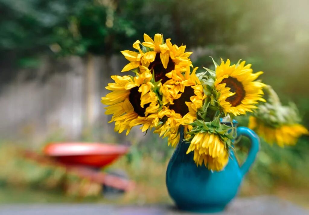 Подсолнухи осенью фото Wallpaper : morning, flowers, autumn, sunlight, home, lensbaby, garden, october,