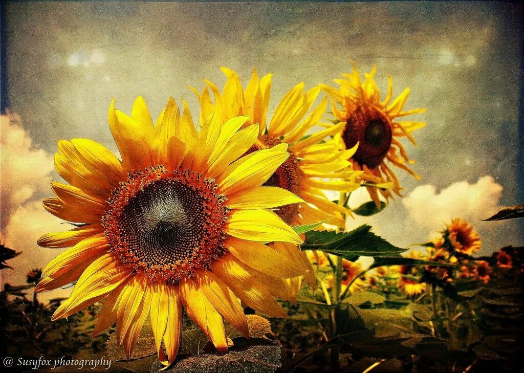 Подсолнухи осенью фото Sunflowers Have a good week dear friends! Textures for kin. Flickr