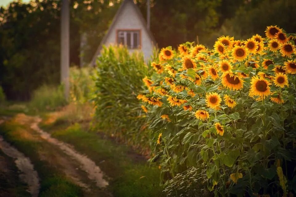 Подсолнухи ул мира 37б фото Vida en el campo, Girasoles, Campo