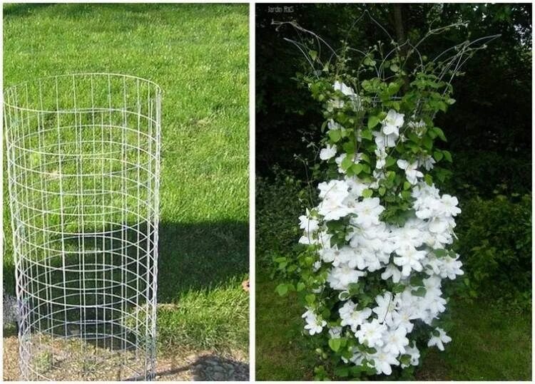 Подставка под клематис фото Welche Rankhilfe für Clematis? Hier sind 10 gute Ideen Clematis, Rankhilfe, Gart