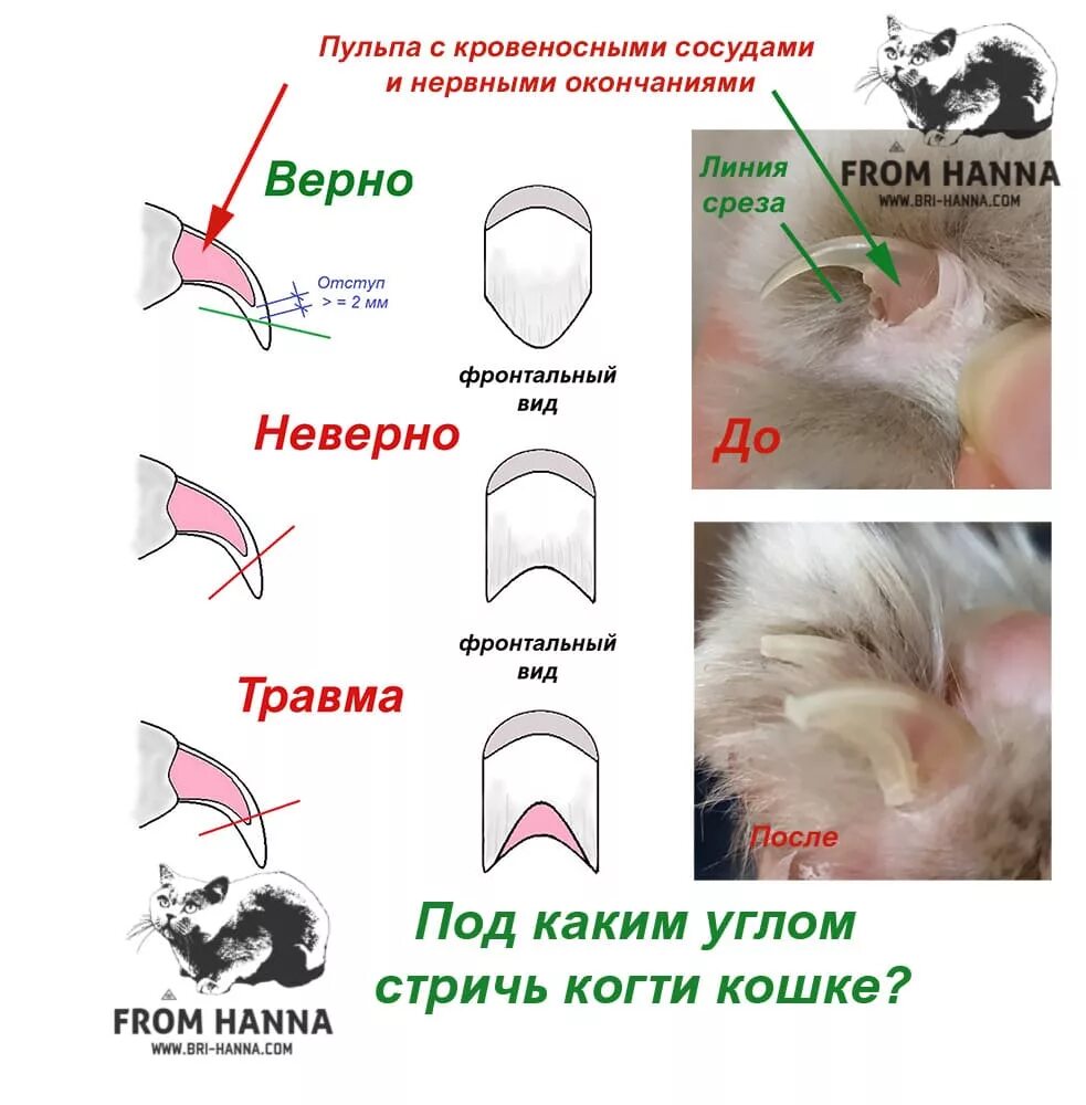 Подстричь когти кошке фото Как подстричь когти кошке, котенку правильно в домашних условиях