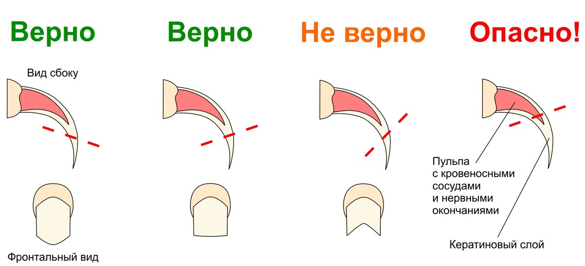 Подстричь когти кошке фото Как подстричь коготки декоративному кролику самостоятельно Домашний Зай Дзен