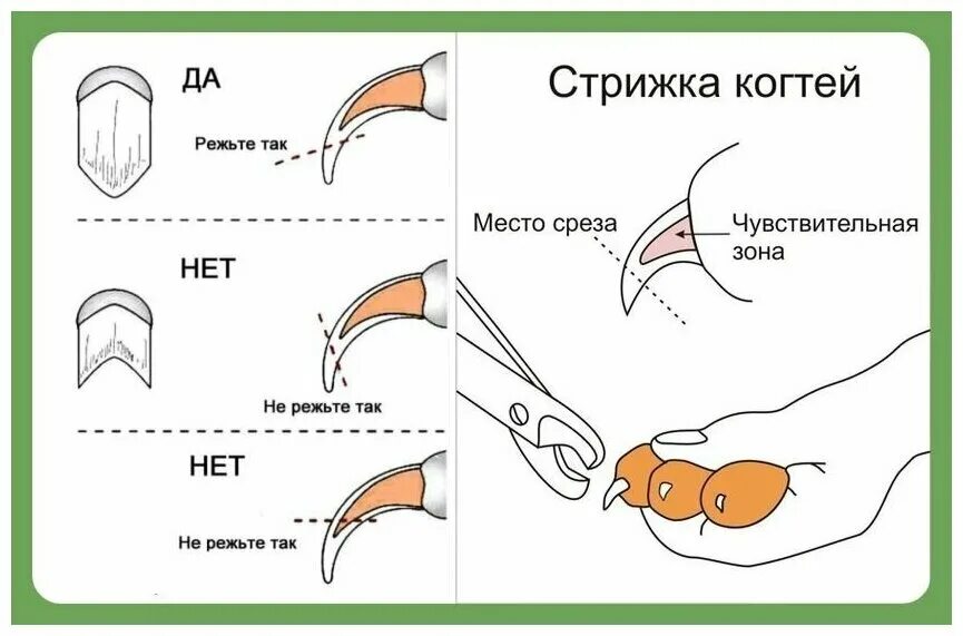 Подстричь когти кошке фото Когтерезка для собак, кошек с ограничителем, ножницы для стрижки когтей животных